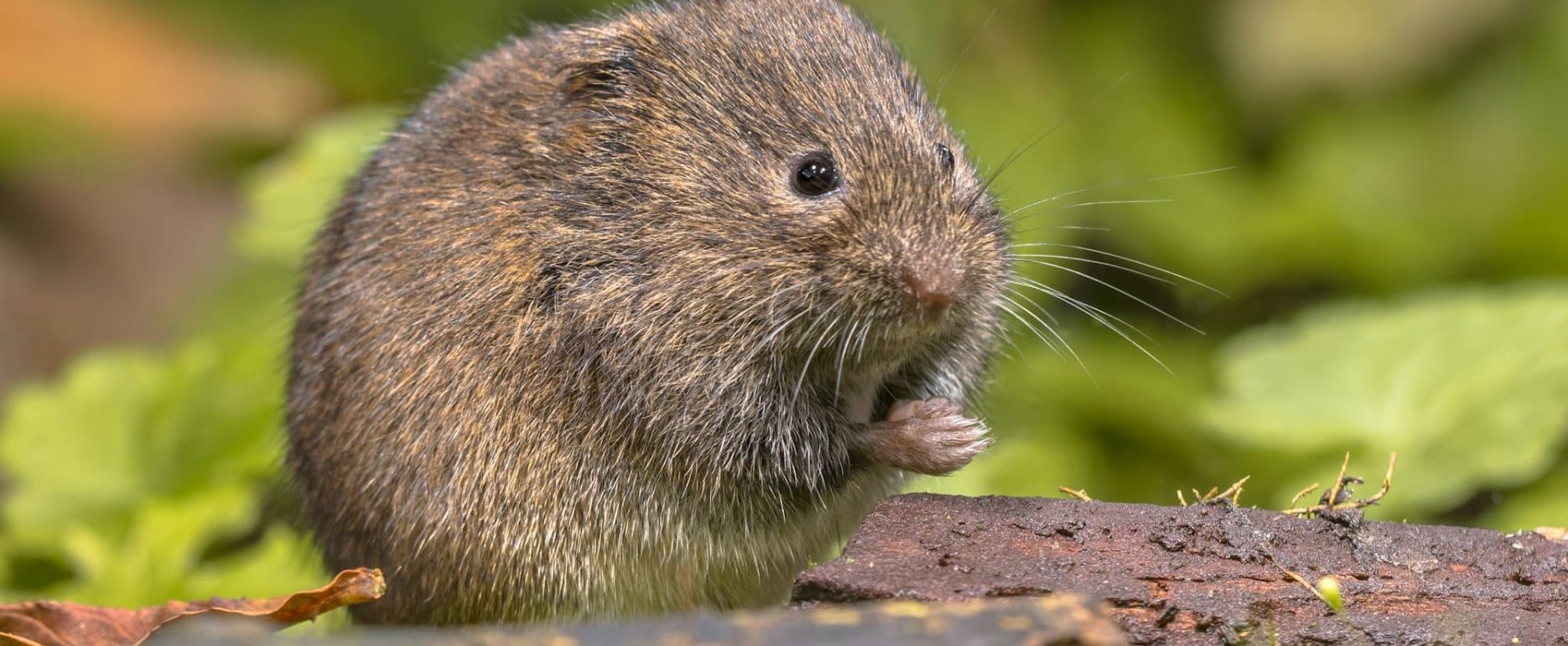 Markmus i sit naturlige miljø i græsset